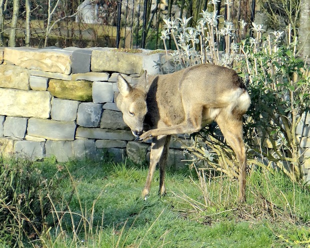 roe deer